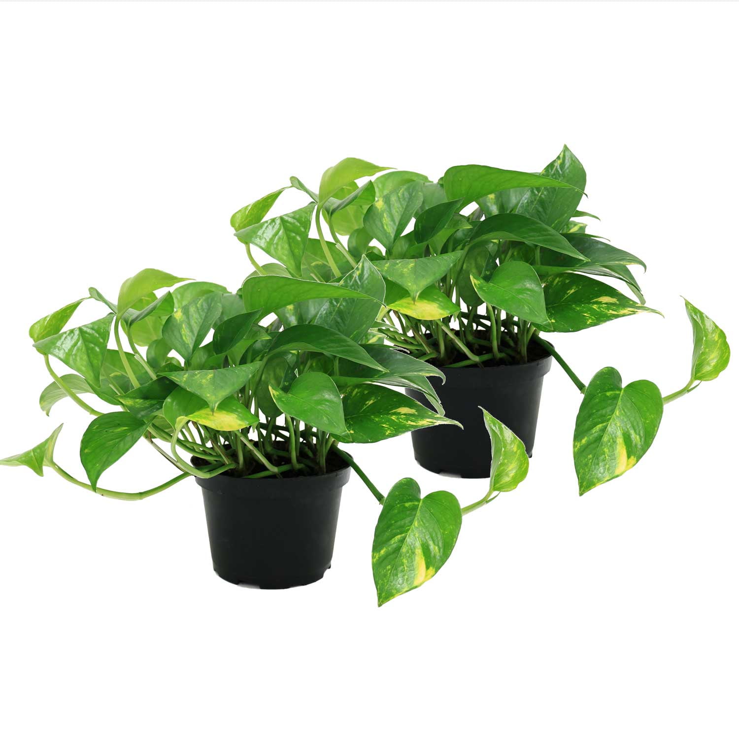 Costa Farms Golden Pothos, Medium Indirect Sunlight, Indoor Live House Plants 6" Nursery Pot, 2-Pk