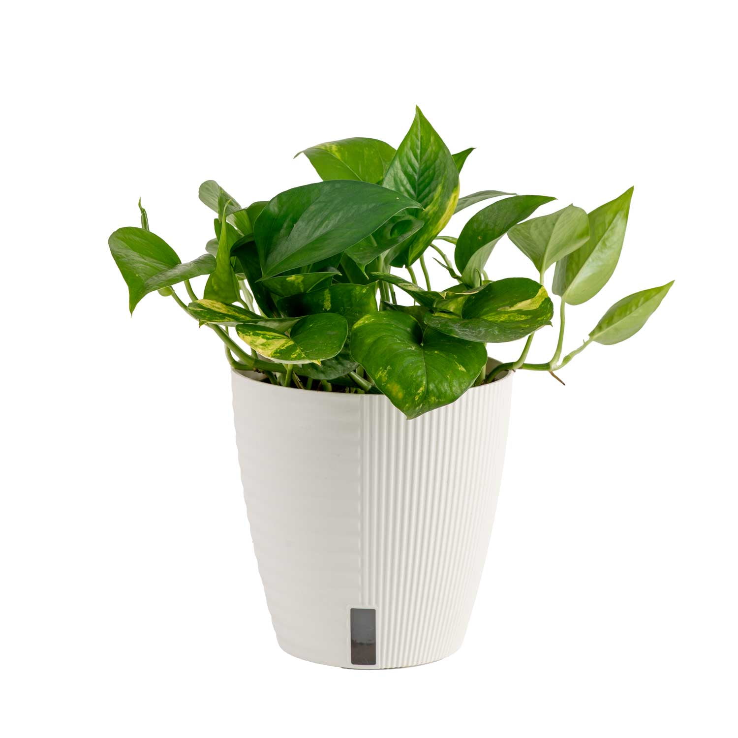 Costa Farms 12" Tal Golden Pothos, Medium Indirect Sunlight, Indoor Live House Plants, Decor Pot