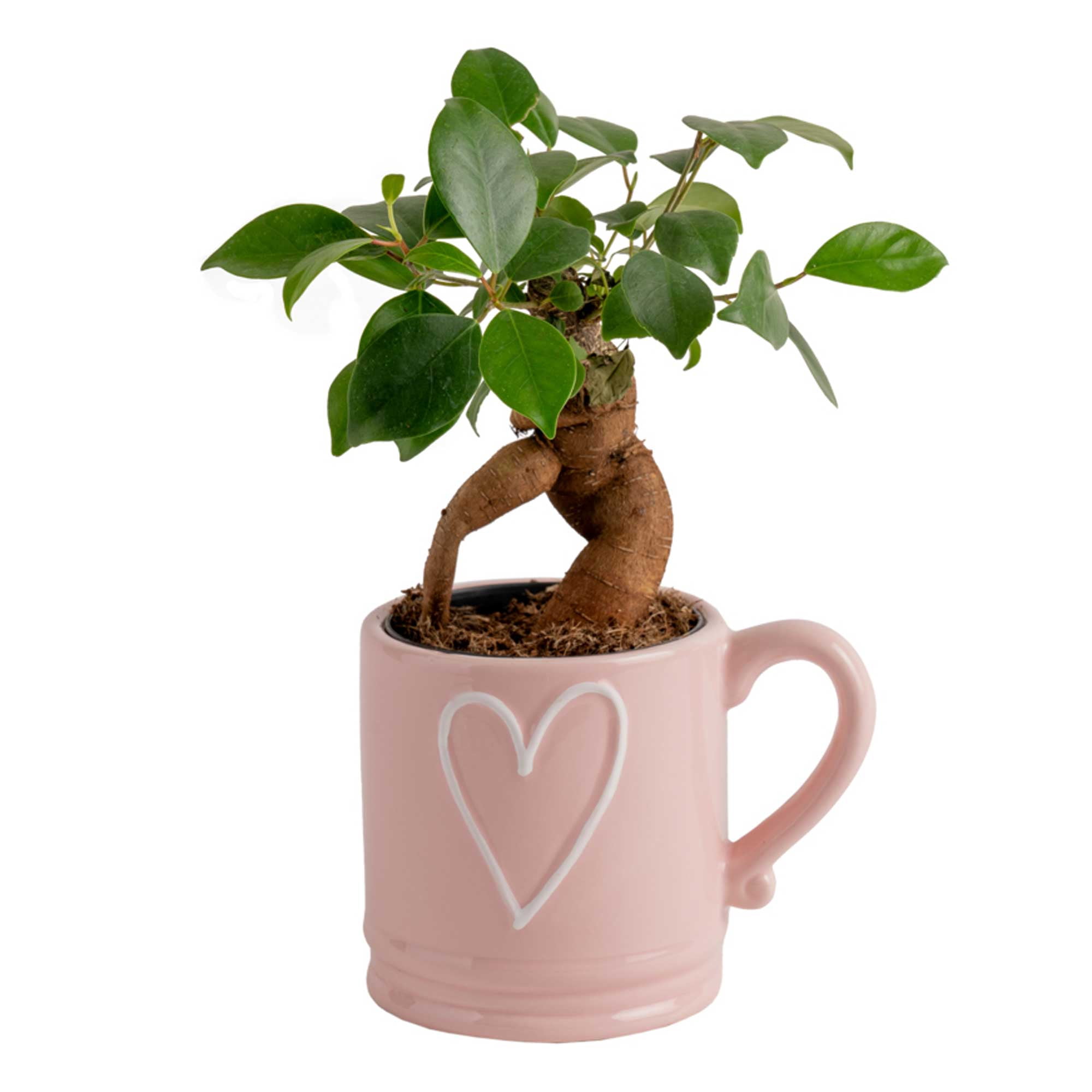 Costa Farms Live 10-inch Tall, Easy to Grow Mini Bonsai Grower's Choice, Bright Indirect Sunlight, Indoor House or Office Tabletop Plant, in 4-inch Gift Love Coffee Mug