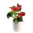 Costa Farms Live 12-inch Tall Anthurium Plant, in 4in Décor Pot