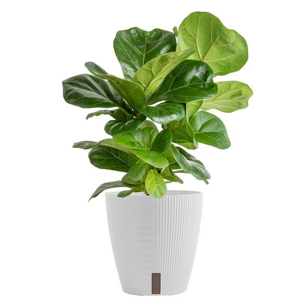 Costa Farms Live Indoor 2ft. Mass Cane, Grower Pot Costa Farms Live Indoor 2ft. Mass Cane, Grower Pot