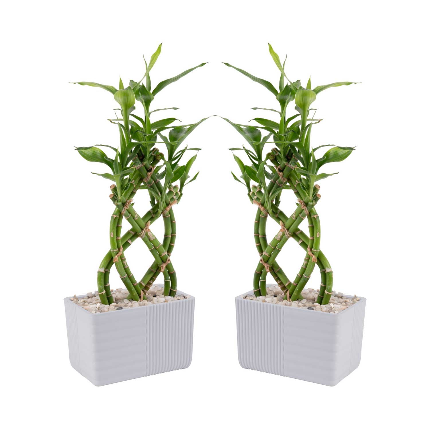 Costa Farms Live 12inch Tall, Easy to Grow 2pack Lucky Bamboo