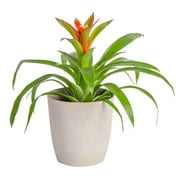 Costa Farms Easy to Grow Bromeliad, Bright Indirect Sunlight, Indoor Live Houseplant, in 4" Decor Pot