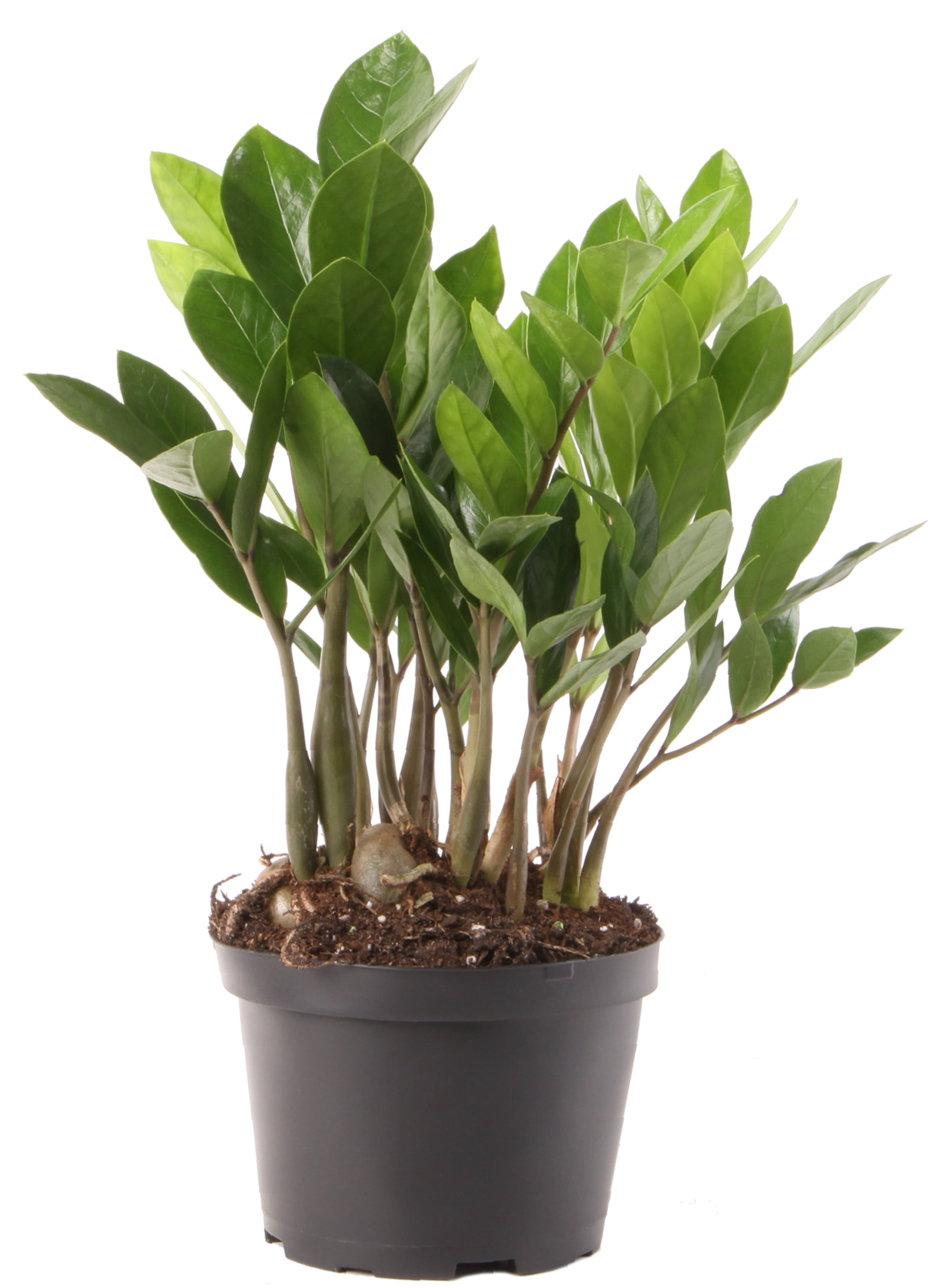 Medium ZZ Plant in Black Grower Pot
