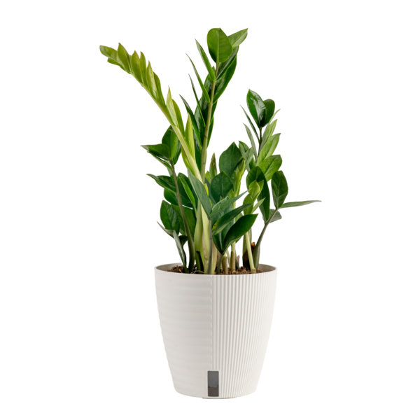 Costa Farms 12" Tall ZZ Plant, Medium Indirect Sunlight, Indoor Live House Plants, Self-Watering