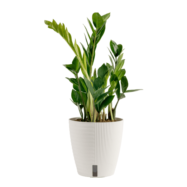 Costa Farms Live 12inch Tall, Easy to Grow ZZ Plant, Zamioculcas