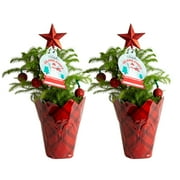 Costa Farms Live 12- 16 inches Tall, Holiday Gift Collection 2-pack Christmas Tree, Norfolk Island Pine, Bright Direct Sunlight, Indoor House or Office Tabletop Plant, in 4-inch Wrap Décor Pot