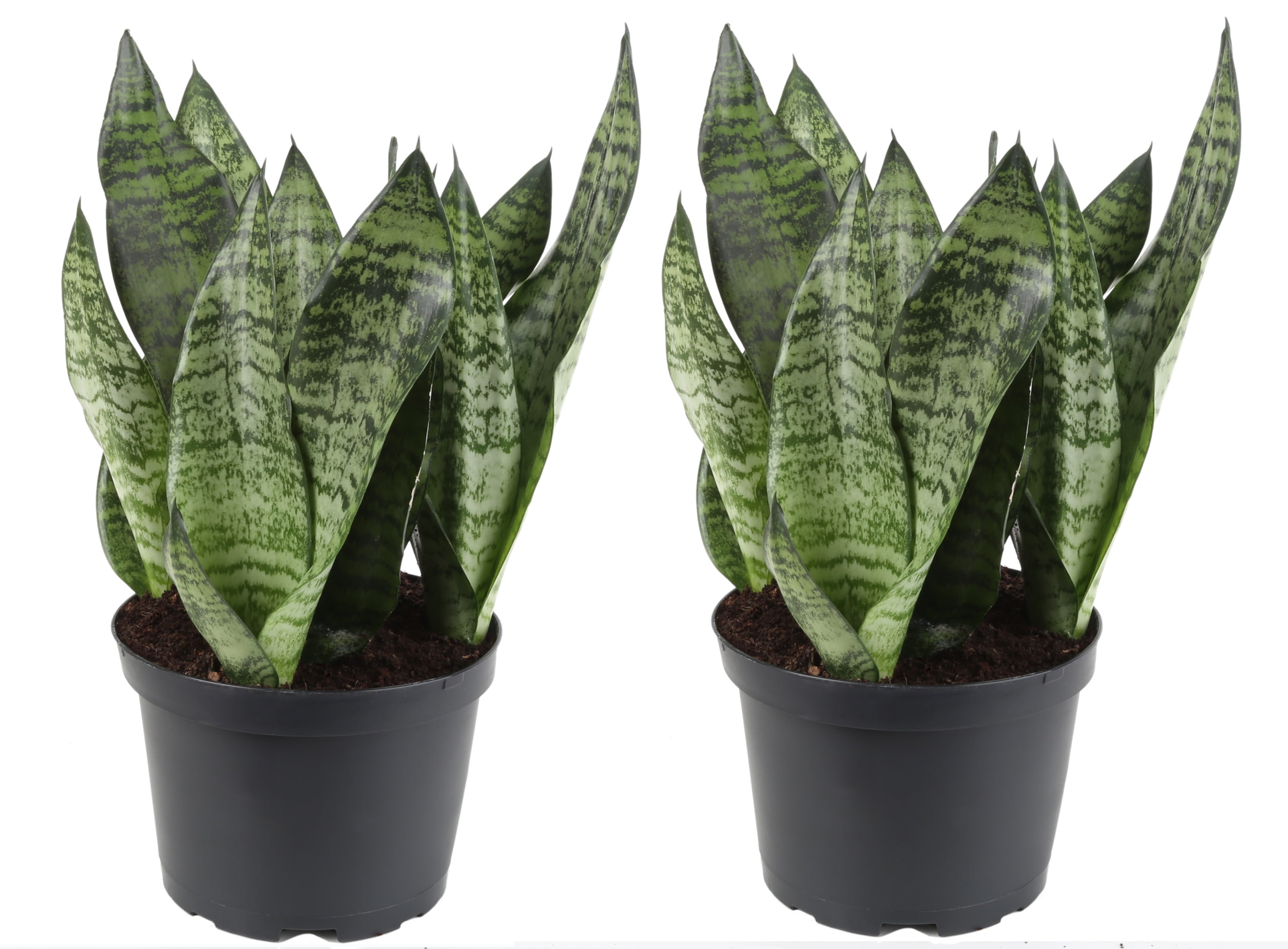 Costa Farms 12-18" Tall Snake Plant Bright Indirect Sunlight, Indoor House Plants, Grow Pot, 2-Pk