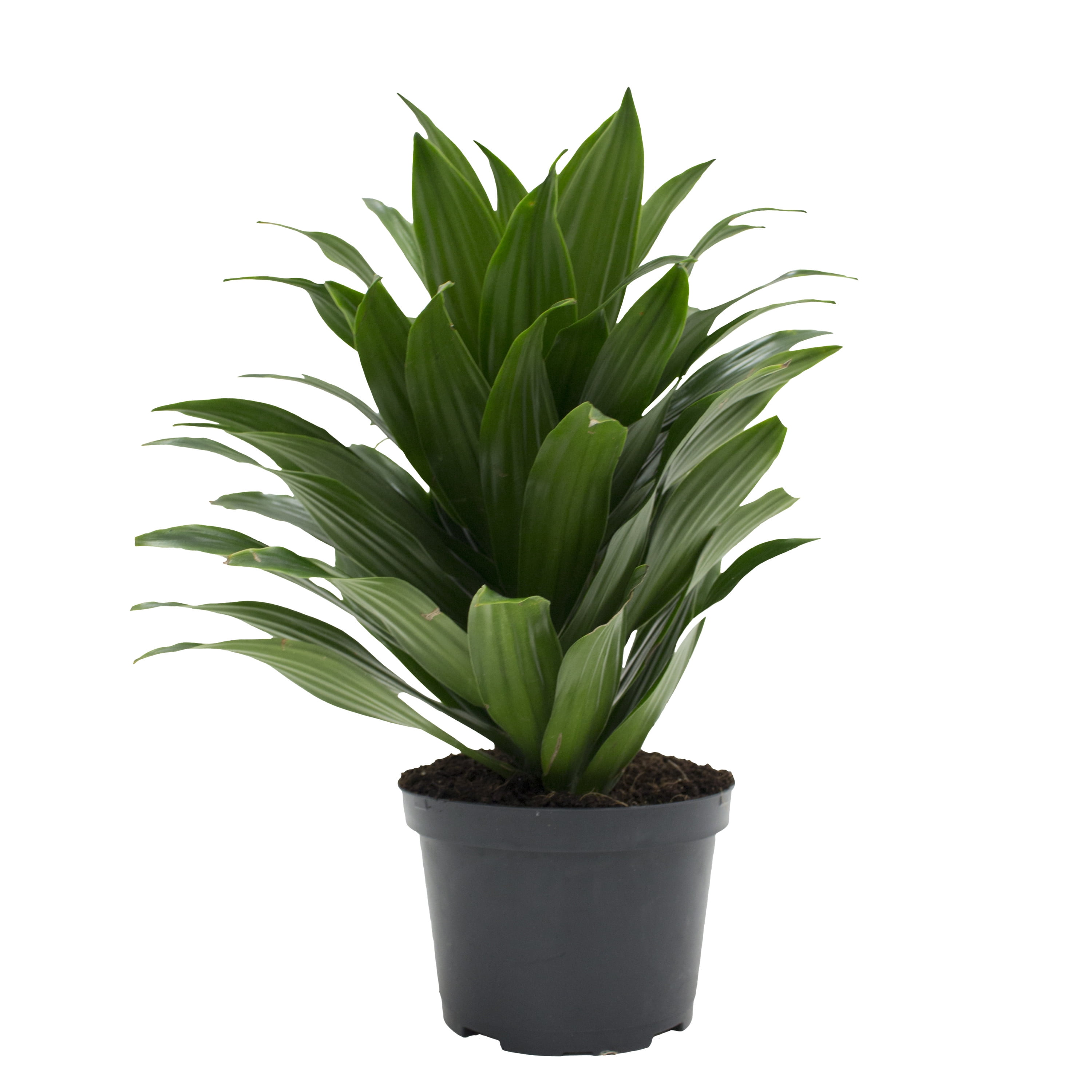 Costa Farms 14" Tall Dracaena Craig, Bright Indirect Sunlight, Indoor Live House Plants