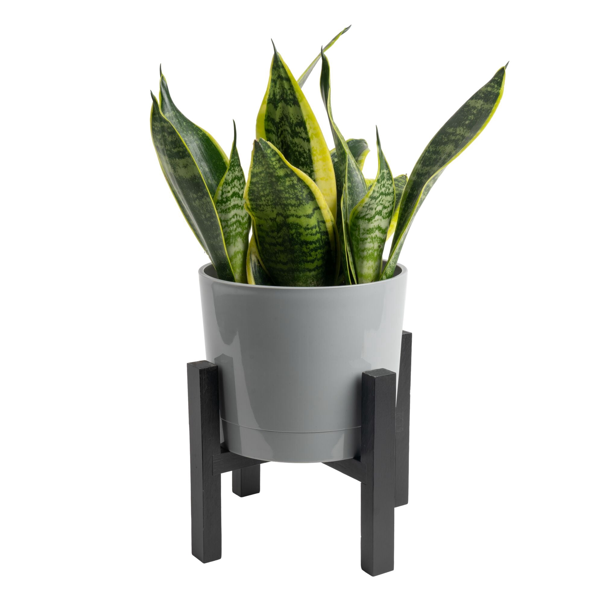 Costa Farms 12-18" Tall Snake Plant Bright Indirect Sunlight, Indoor House Plants, Dcor Pot