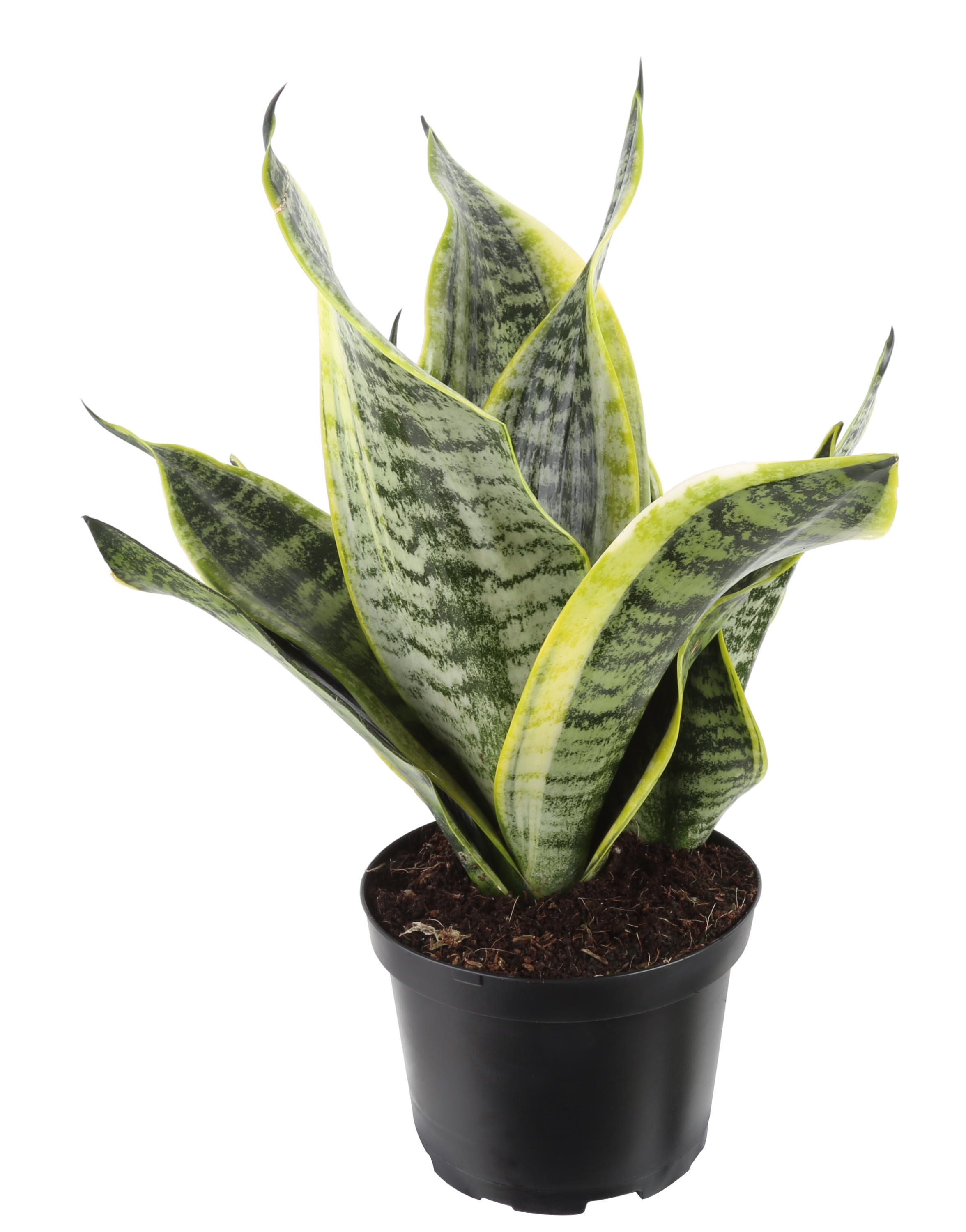 Costa Farms 12-18" Tall Snake Plant Bright Indirect Sunlight, Indoor House Plants, Grow Pot