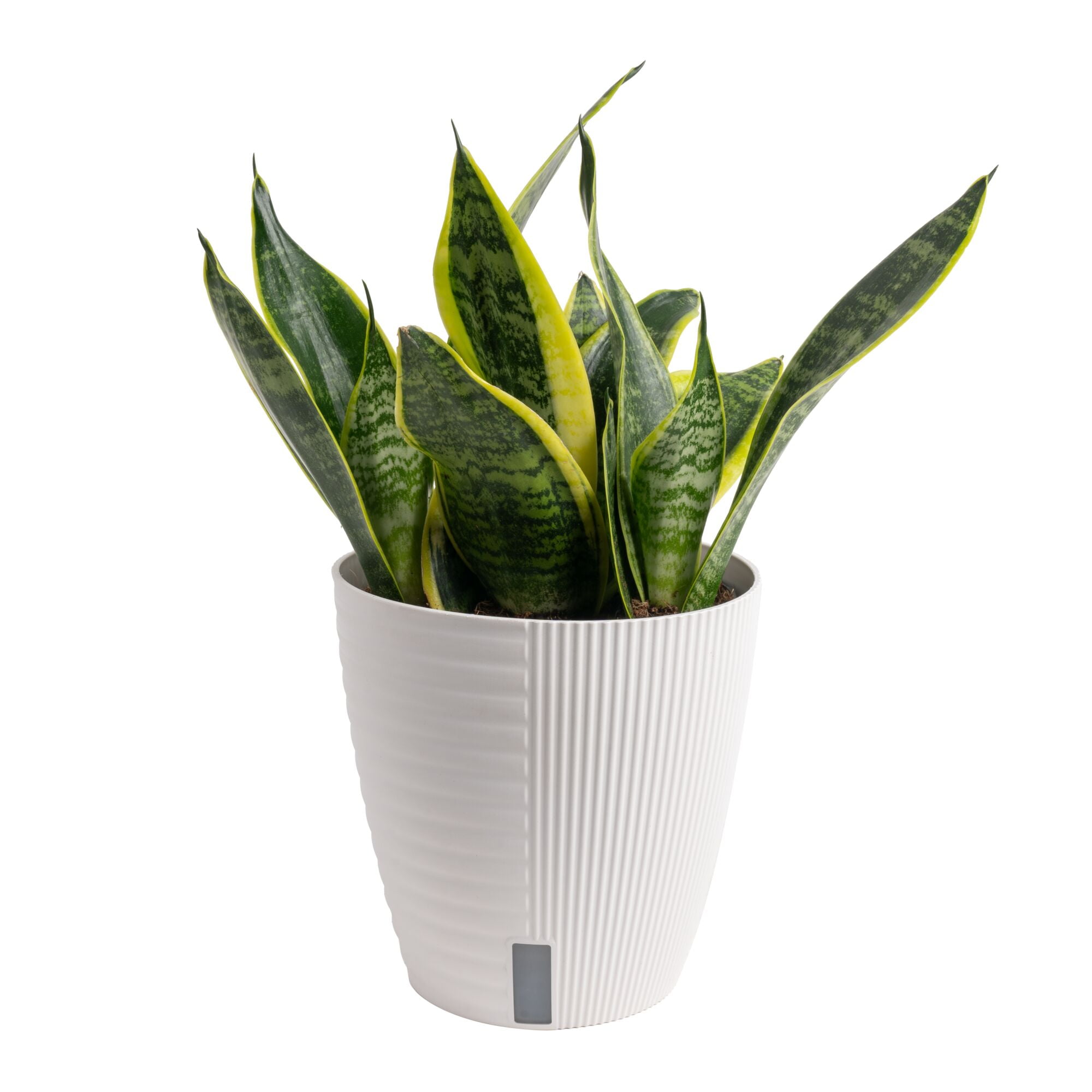 Costa Farms Live 14-inch Tall, Easy to Grow Snake Plant, Sansevieria Laurentii, Bright Indirect Sunlight, Indoor House or Office Tabletop Plant, in 6-inch Self Watering Pot