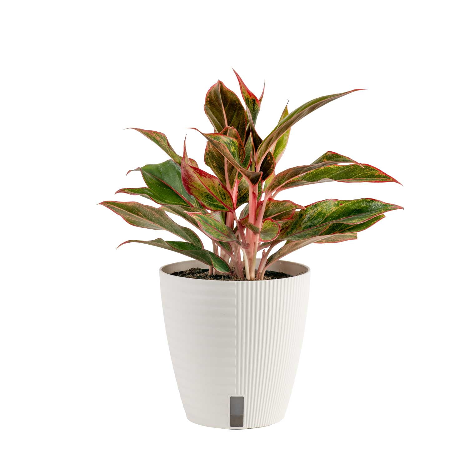 Costa Farms Live 14-inch Tall, Unique Variegated Leaves Red Siam Aurora Aglaonema, Chinese Evergreen, Medium Indirect Sunlight, Indoor House or Office Plant, in 6-inch Self Watering Pot