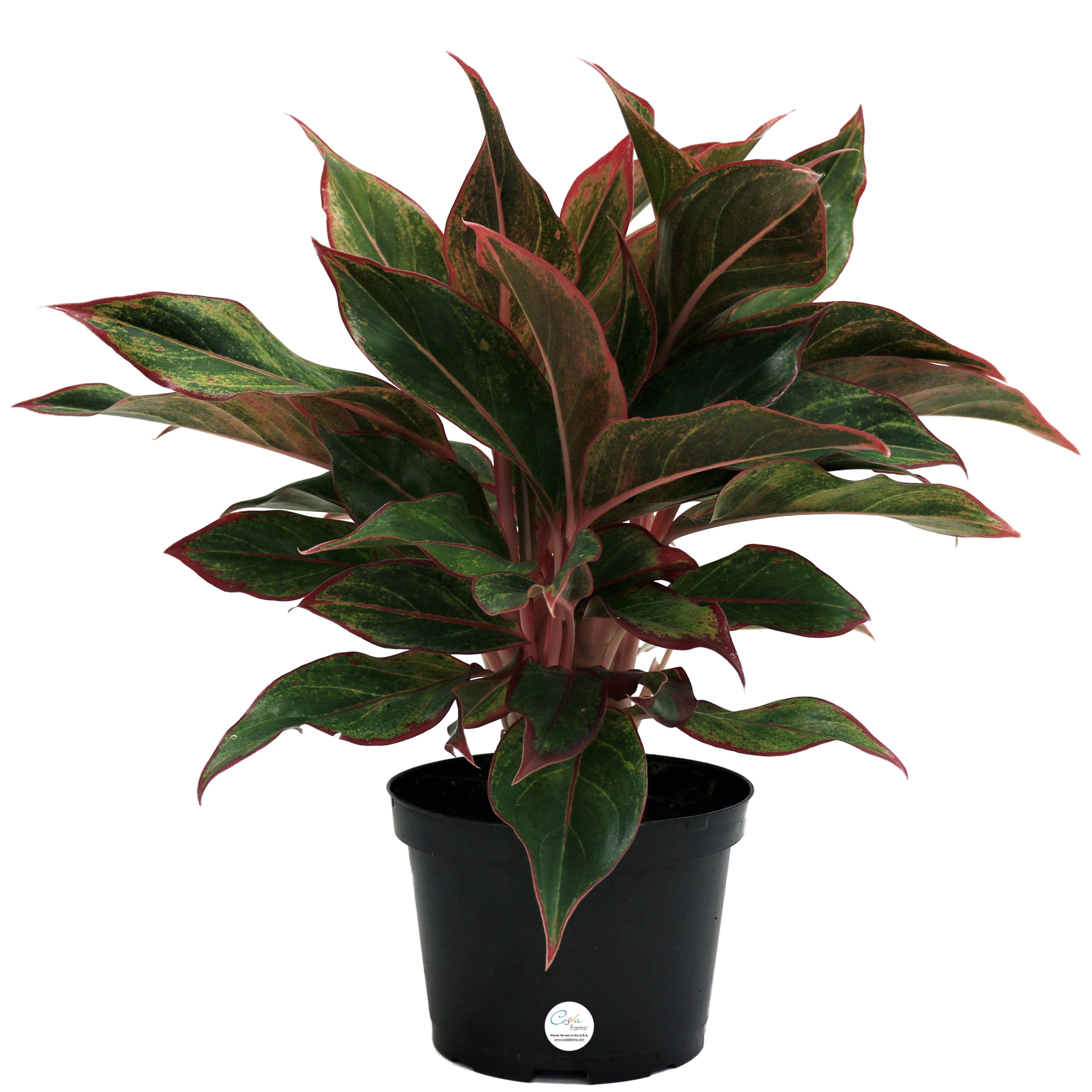 Costa Farms 14" Tall Aglaonema Chinese Evergreen, Medium Indirect Sunlight, Indoor Live House Plants