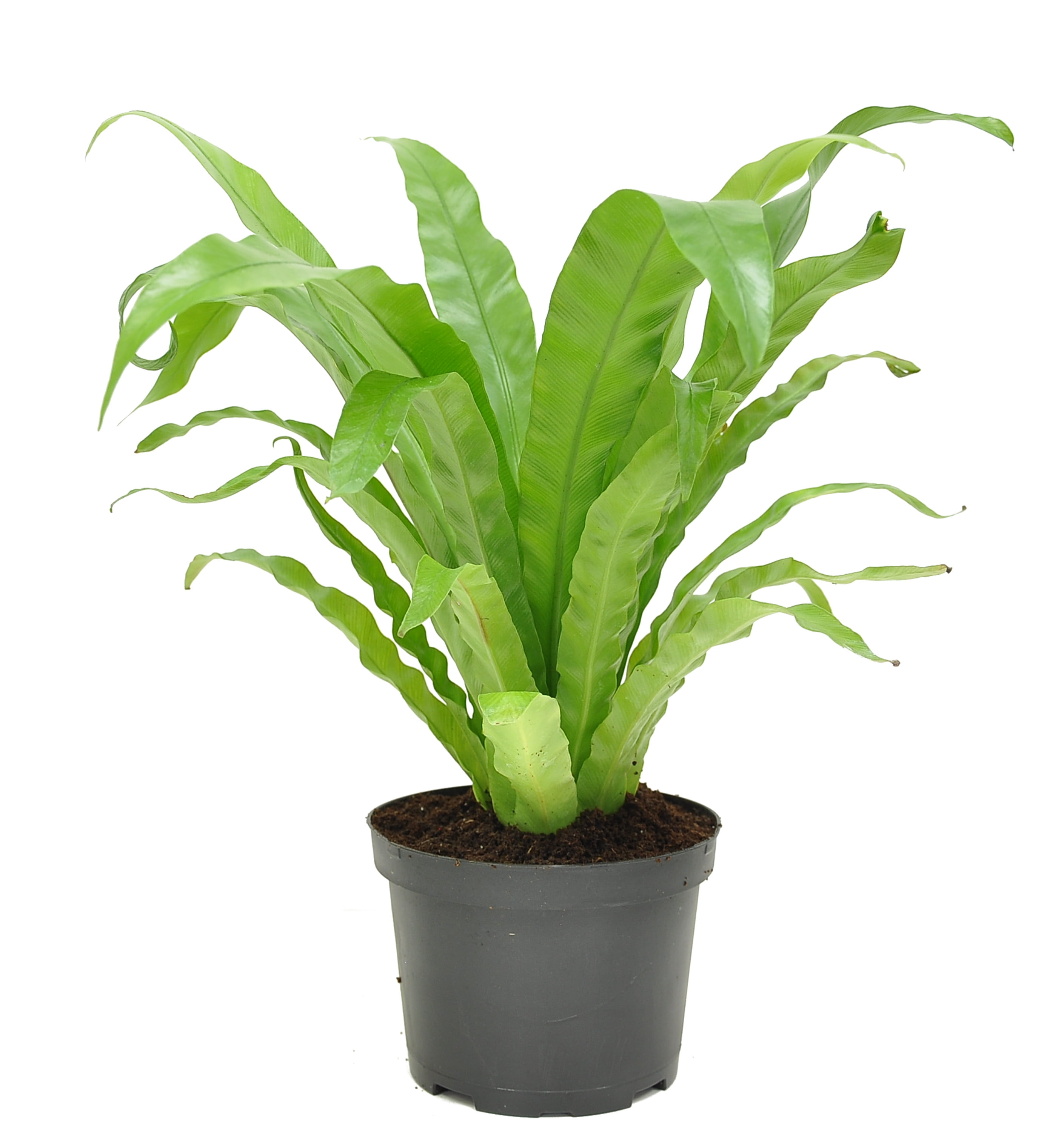 Costa Farms 15" Tall Bird's Nest Fern, Bright Indirect Sunlight, Indoor Live House Plants