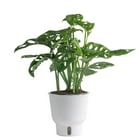 Costa Farms Live 36-inch Tall, Tropical Elegance White Bird of Paradise, Bright Indirect Sunlight, Indoor House or Office Floor Plant, in 10-inch Nursery pot