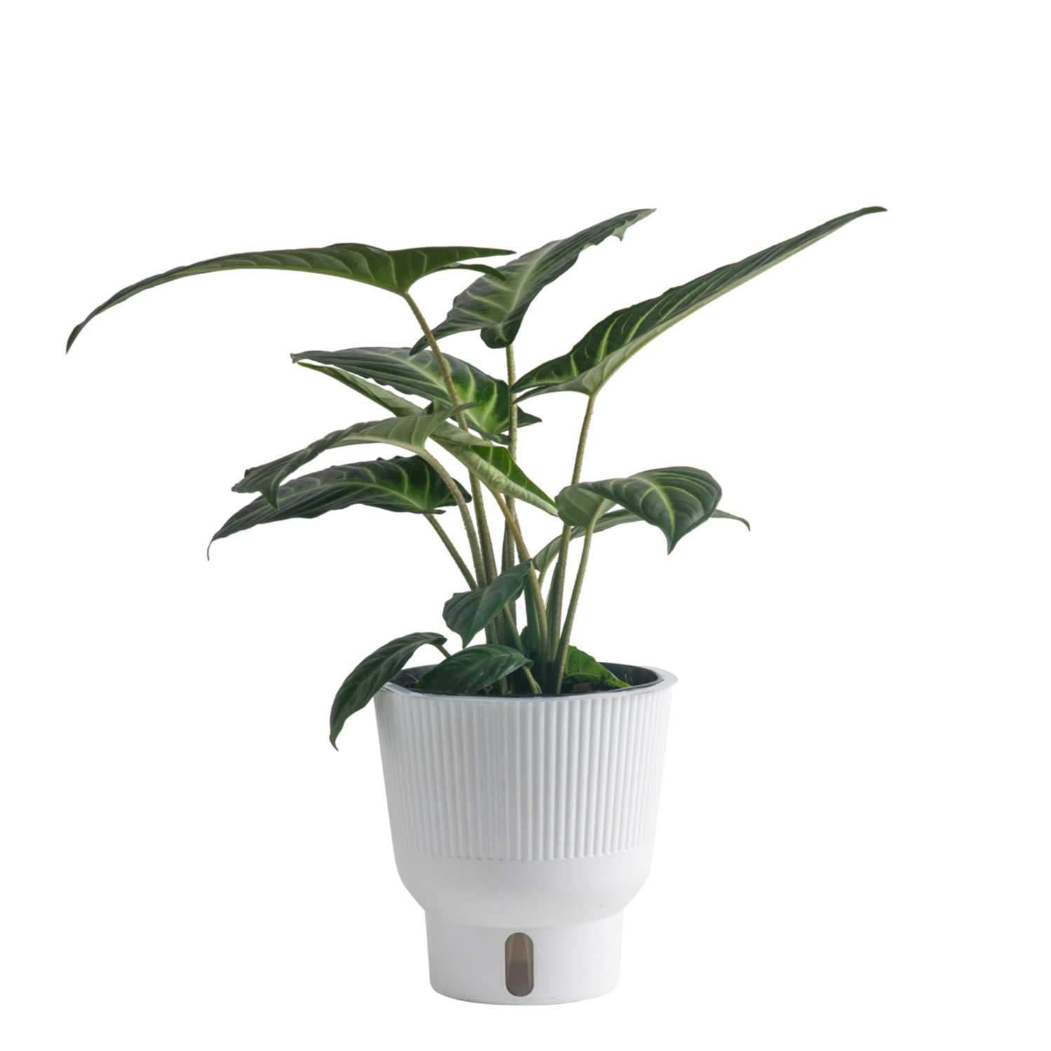 Costa Farms 15" Xanthosoma Live House Plants in 5" Self-Watering Planter