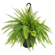 Costa Farms Live 16-inch Tall, Clean Air Green Boston Fern, Bright Indirect Sunlight, Indoor House or Office Floor Plant, in 10-inch Nursery pot