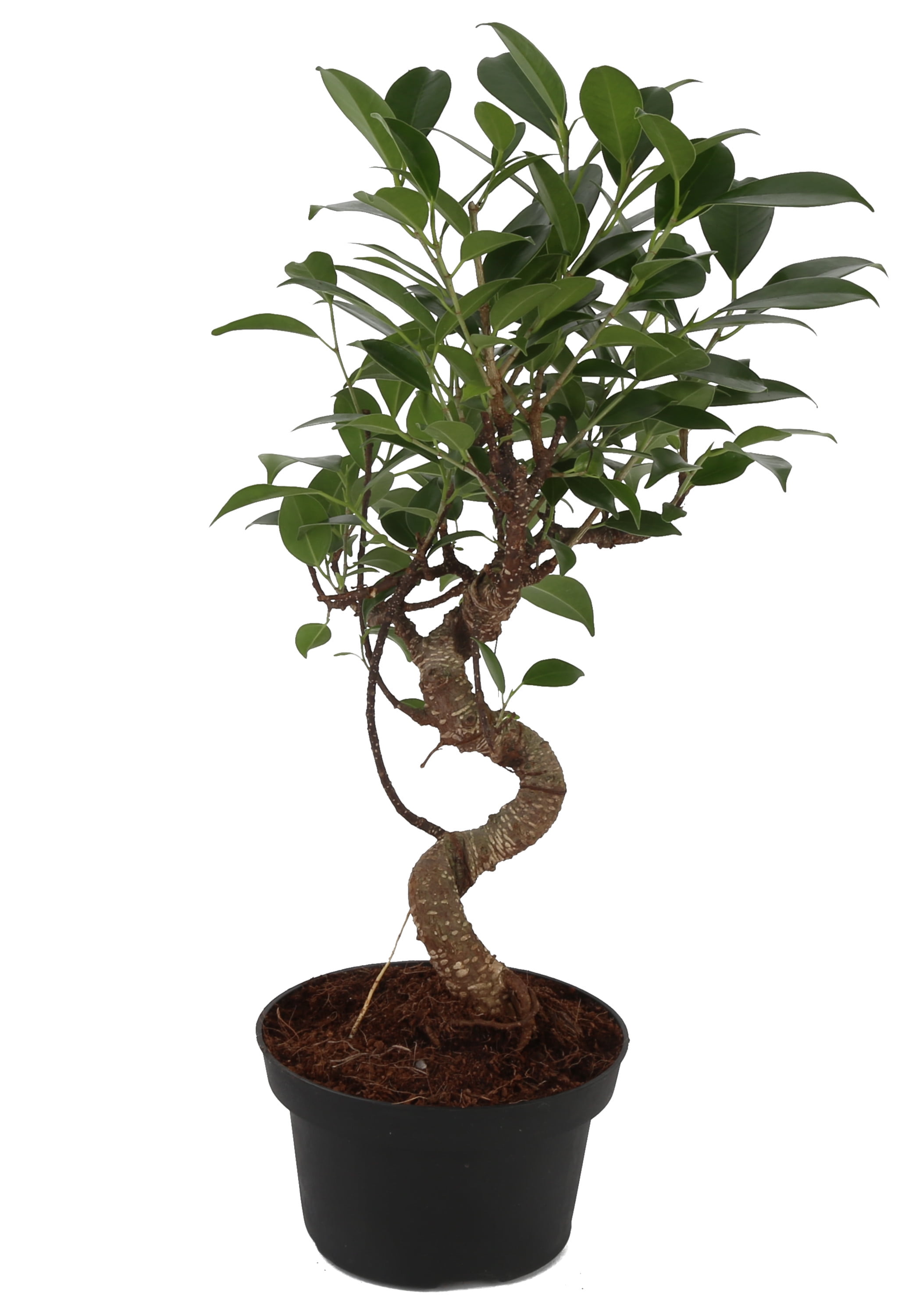 Costa Farms 10" Tall Mini Bonsai Grower's Choice, Bright Indirect Sunlight, Indoor Live House Plants