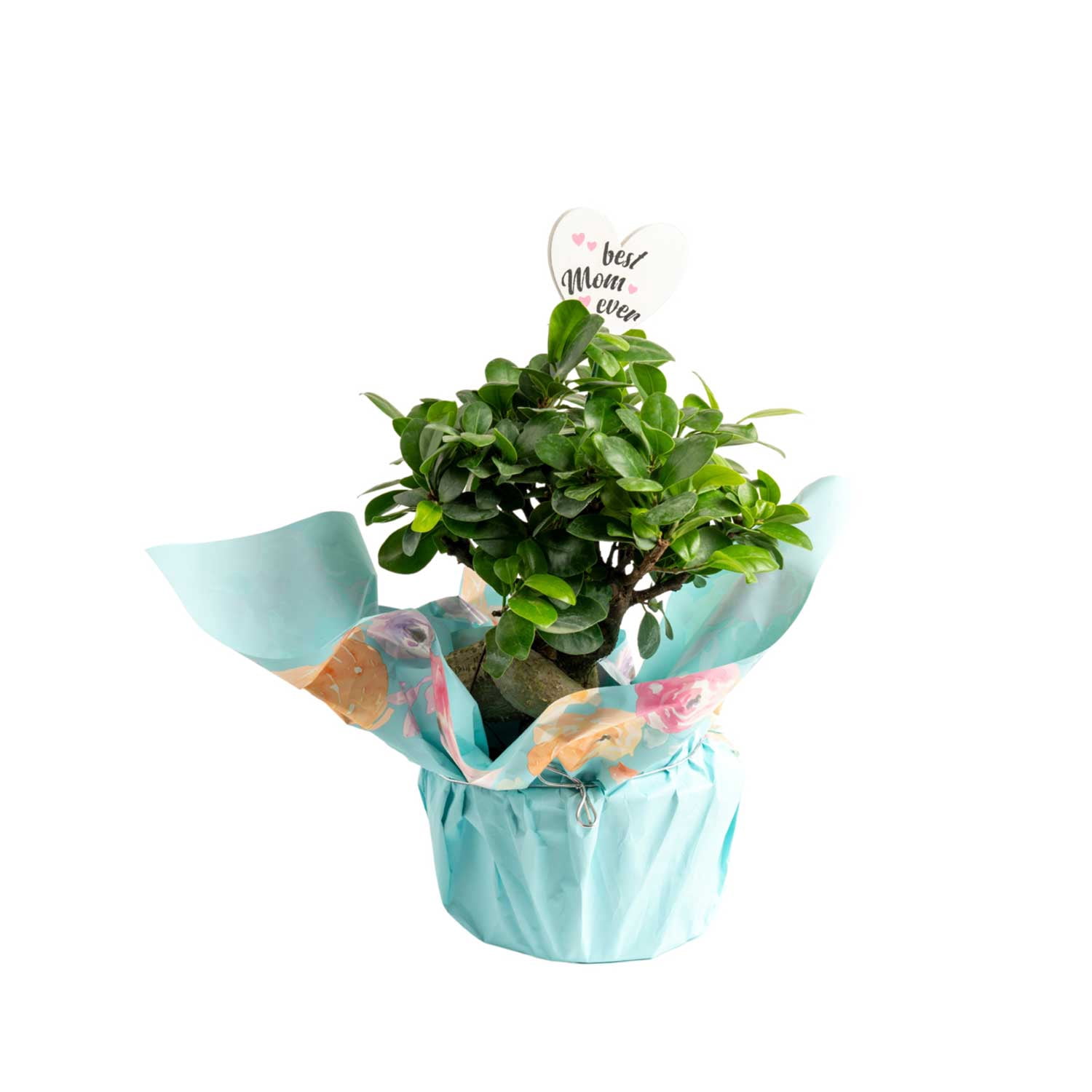 Costa Farms Live 21-inch Tall, Mom Gift Collection Mini Bonsai Grower's Choice, Bright Indirect Sunlight, Indoor House or Office Tabletop Plant, in 6-inch Wrap Dcor Pot