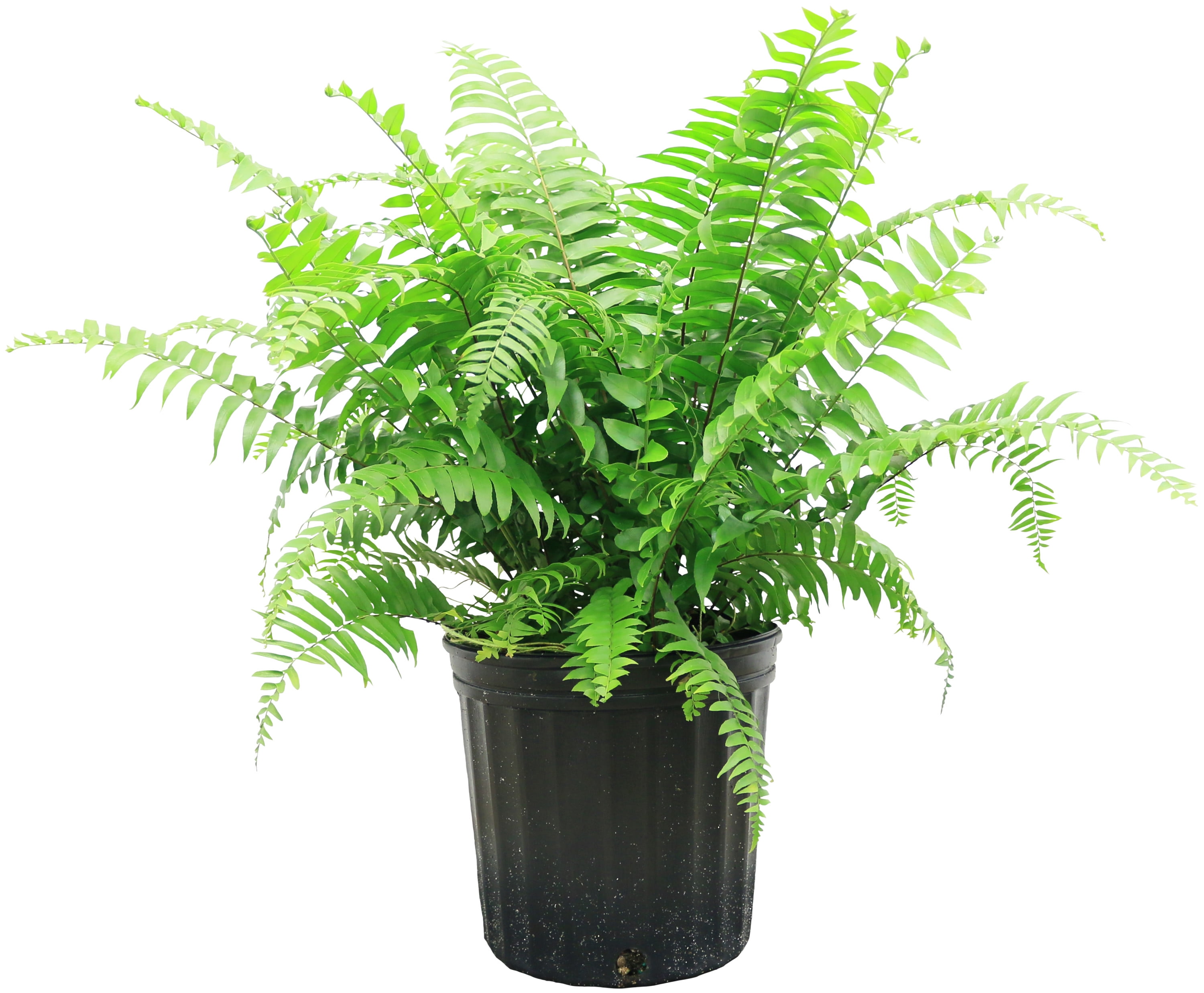 Costa Farms 24" Tall Macho Fern, Bright Indirect Sunlight, Indoor Live House Plants, Grow Pot