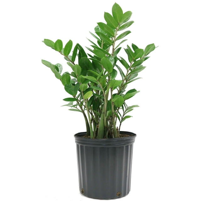 Costa Farms Live 24inch Tall, Easy to Grow ZZ Plant, Zamioculcas
