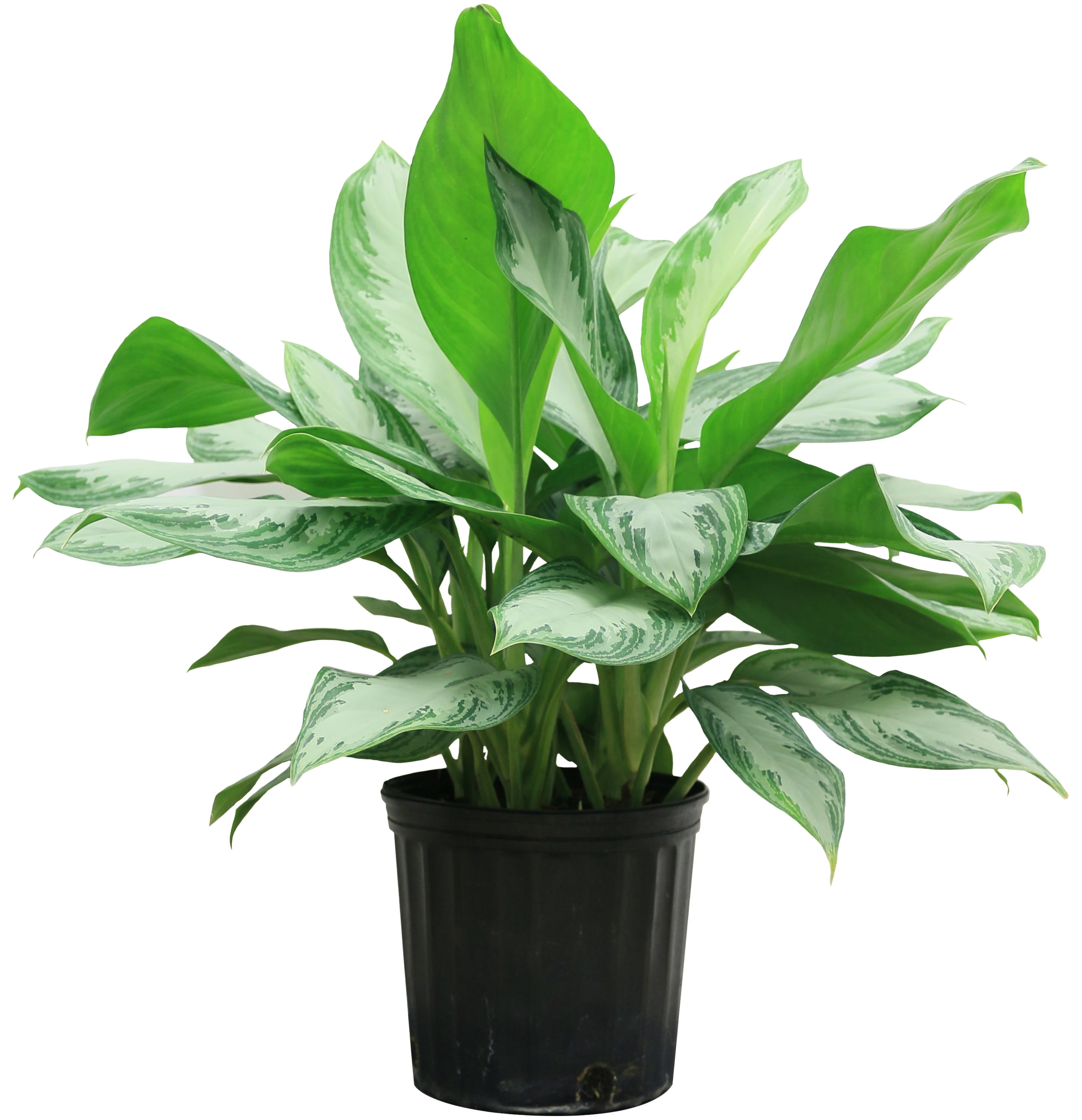 Costa Farms 24" Tall Aglaonema Medium Indirect Sunlight, Indoor Live House Plants, Grow Pot