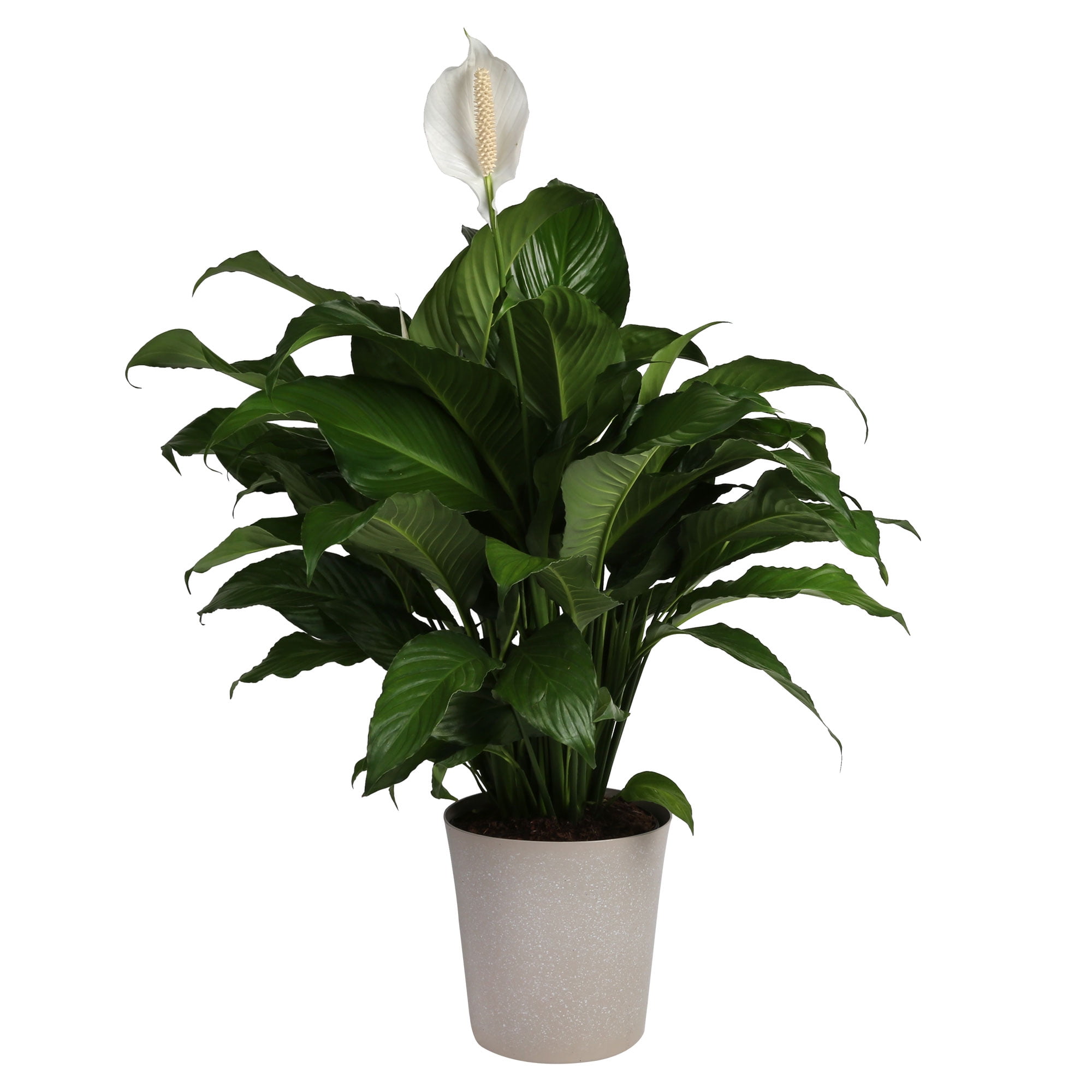 Costa Farms 12-18" Tall Spath, Peace Lily, Bright Indirect Sunlight, Indoor Live House Plants