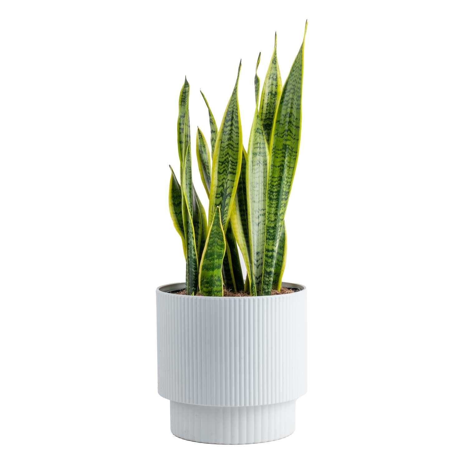 Costa Farms Live 22-inch Tall, Easy to Grow Snake Plant, Sansevieria Grower's Choice, Bright Indirect Sunlight, Indoor House or Office Floor Plant, in 10-inch Dcor Pot