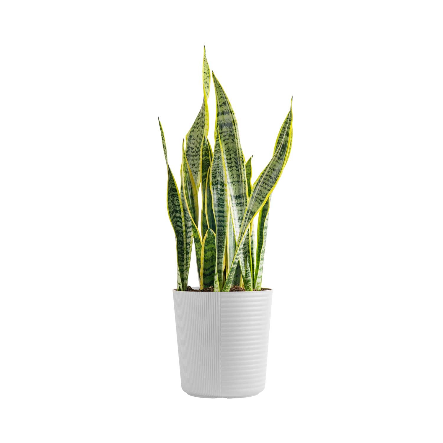 Costa Farms Live 30inch Tall, Easy to Grow Snake Plant, Sansevieria