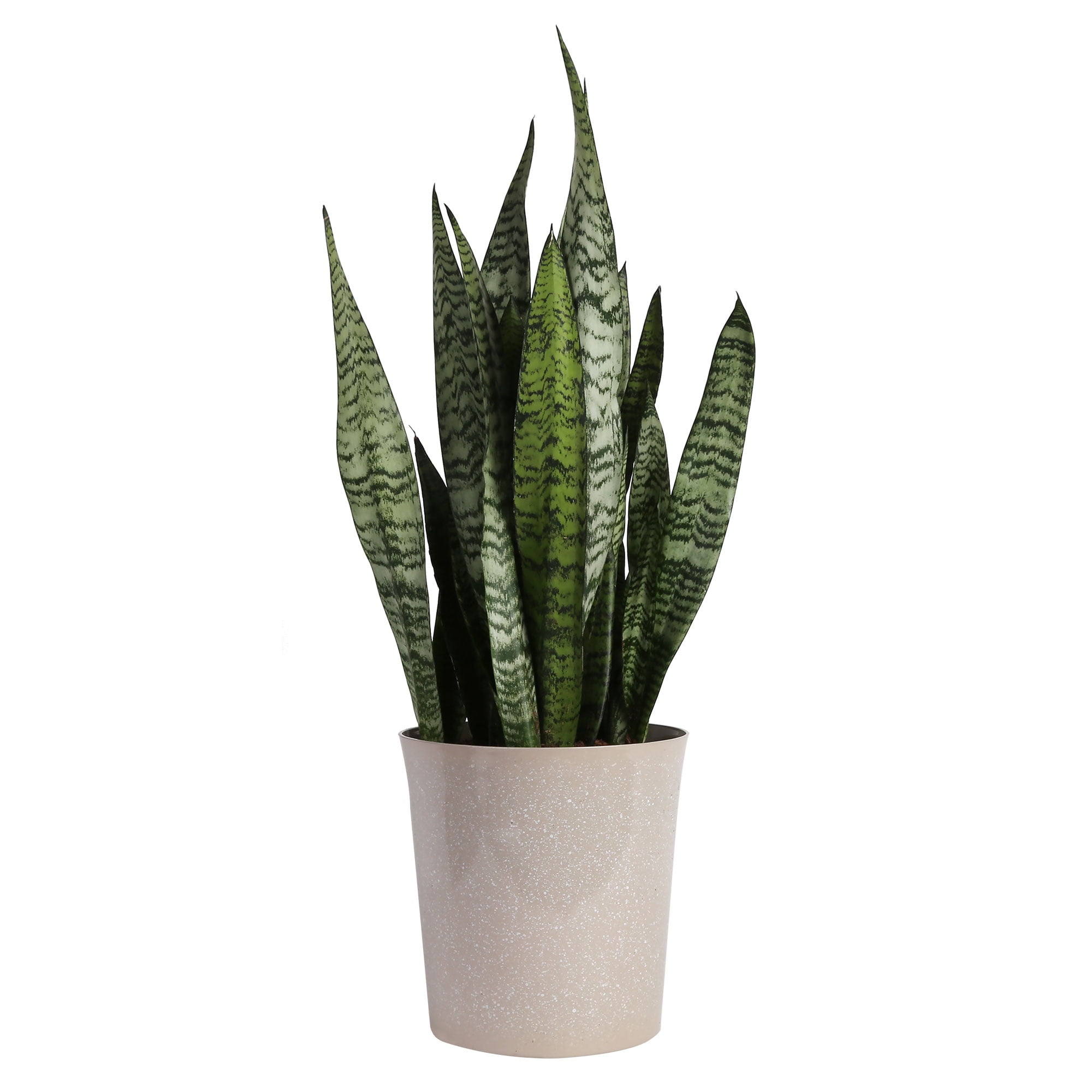 Costa Farms Snake Plant Zeylanica Bright Indirect Sunlight, Indoor Live House Plants 9.25" Plante
