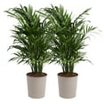 Costa Farms Live 32inch Tall, Easy to Grow Clean Air 2pack Cat Palm