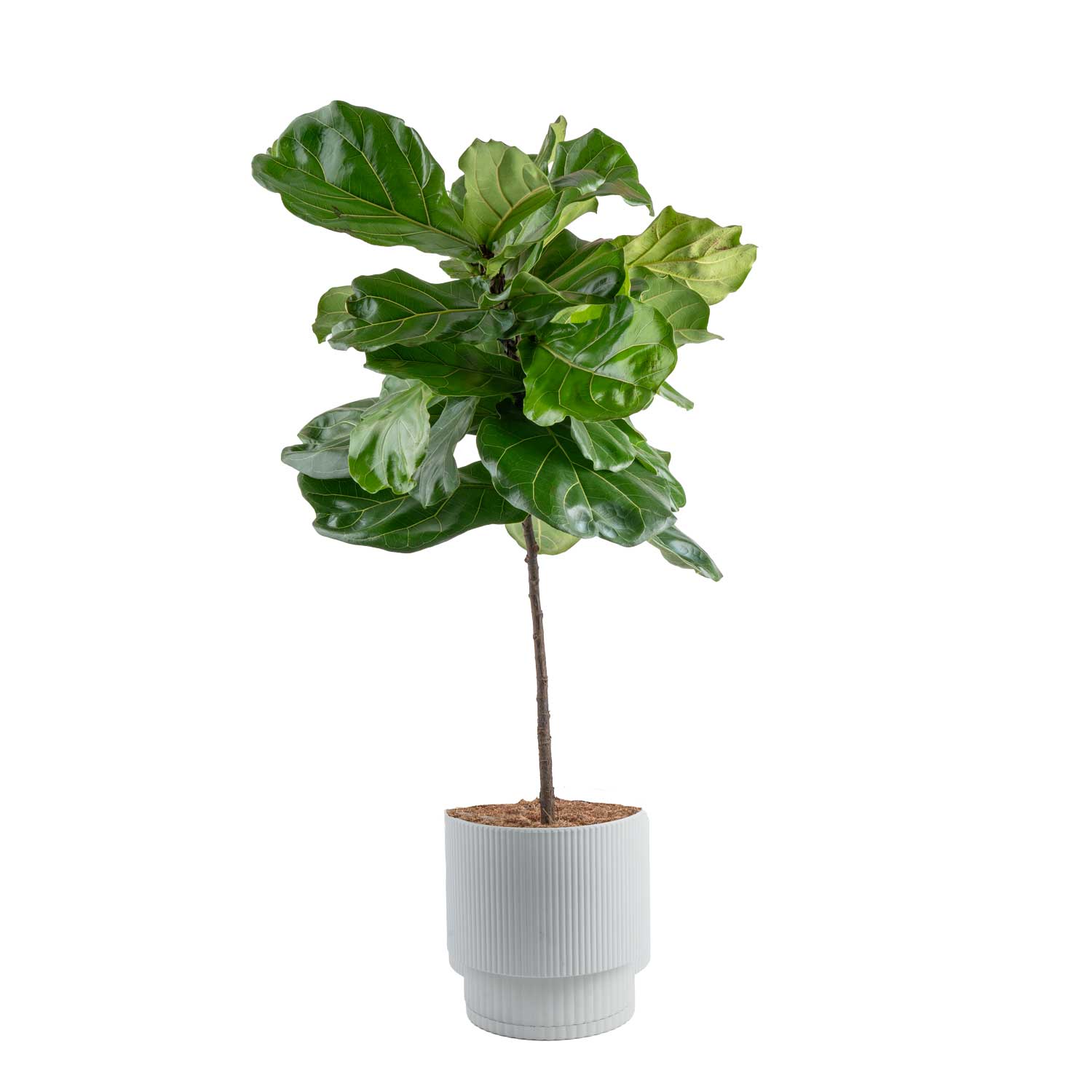 Costa Farms 40" Tall Fiddle Leaf Fig, Live House Plants in 10" Dcor Pot