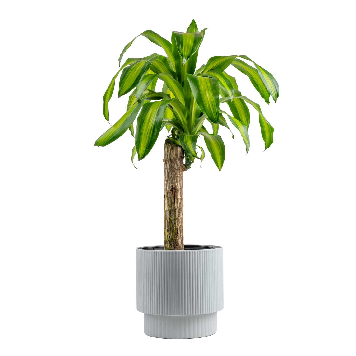 Costa Farms Live 40-inch Tall, Easy to Grow Dracaena fragrans 'Massangeana', Mass Cane, Bright Indirect Sunlight, Indoor House or Office Floor Plant, in 9.25-inch Dcor Pot