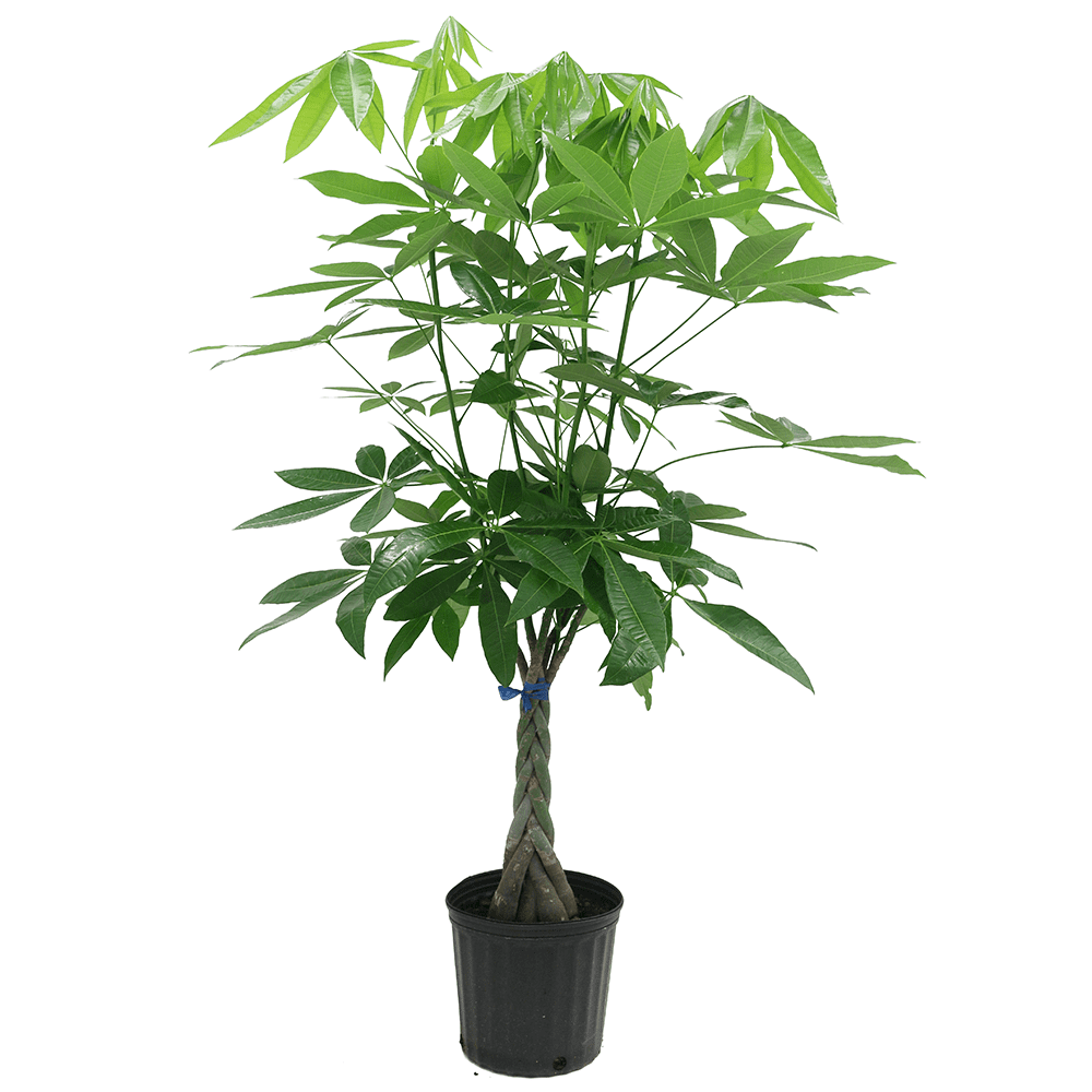 Costa Farms Live 42-inch Tall, Easy to Grow Clean Air Pachira Braided, Money Tree, Medium Indirect Sunlight, Indoor House or Office Floor Plant, in 10-inch Nursery pot