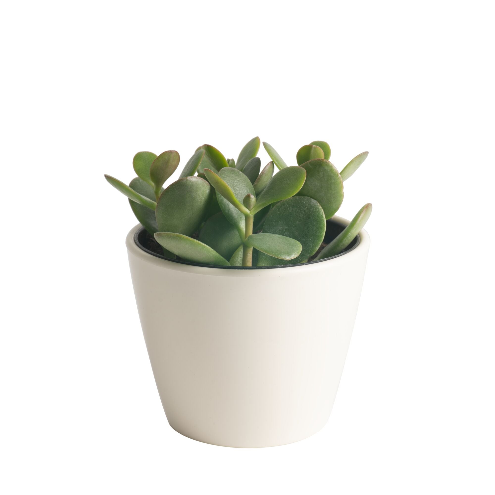 Costa Farms Jade Succulent, Bright Direct Sunlight, Indoor Live House Plants in 4" Dcor Planter