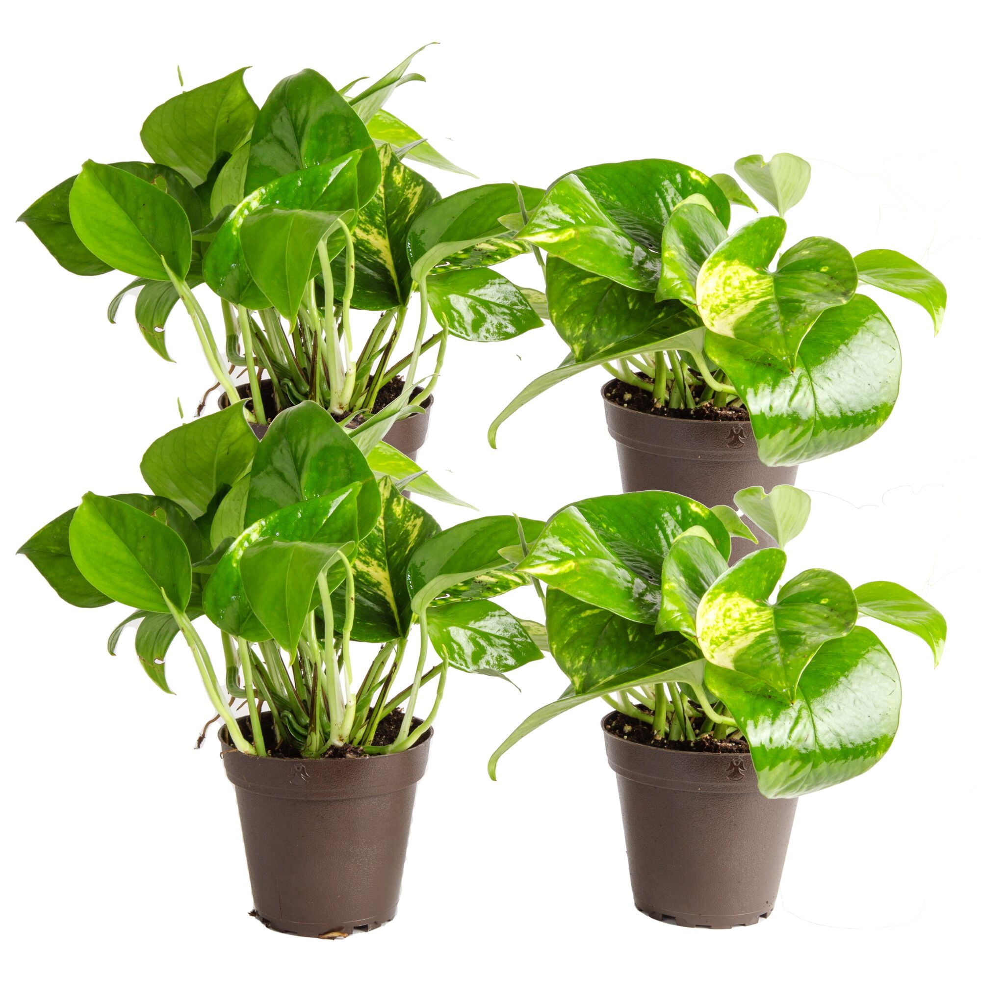 Costa Farms 8" Tall Golden Pothos, Medium Indirect Sunlight, Indoor Live House Plants, Grow Pot 4-Pk