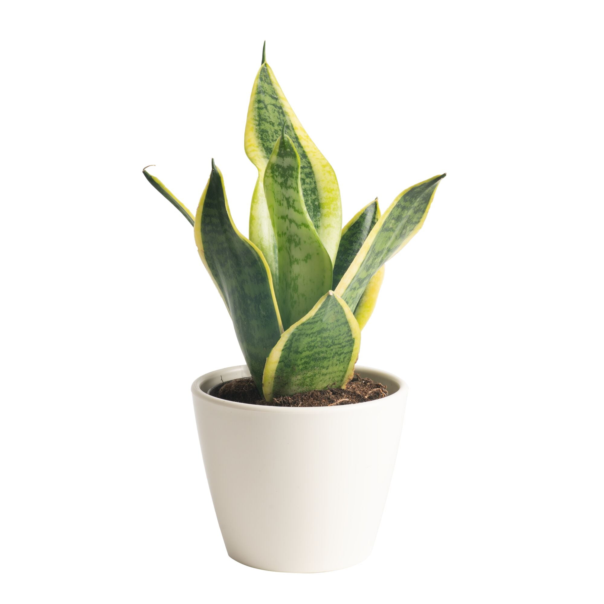 Costa Farms 6-8" Tall Snake Plant, Bright Indirect Sunlight, Indoor Live House Plants, Dcor Pot