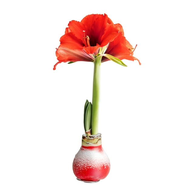 Costa Farms Live Holiday Gift Collection Red Amaryllis Bulb, Bright