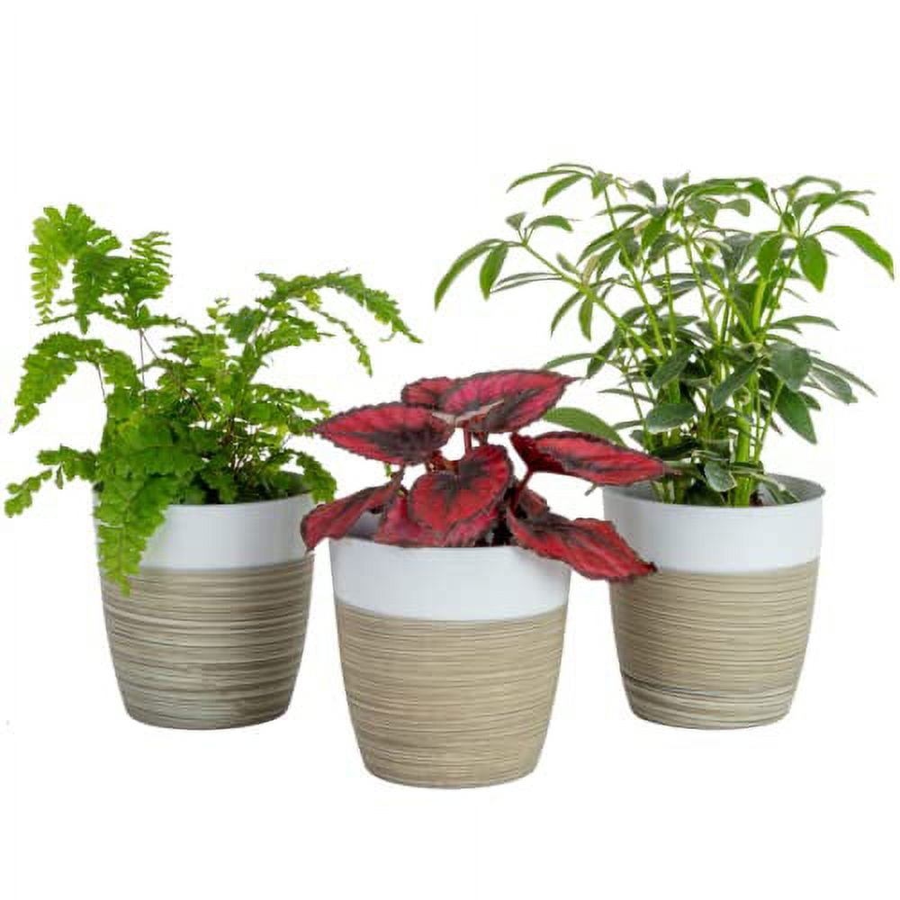 Costa Farms Live House Plants (3 Pack), Easy to Grow Live Indoor