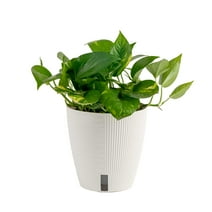 Costa Farms Live Indoor 10in. Tall Golden Pothos, Devil's Ivy Plant in 6in. Self-Watering Planter