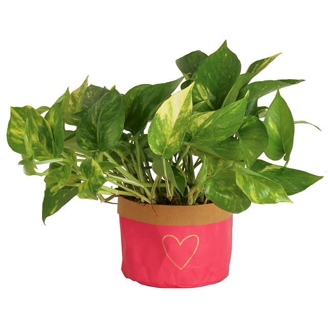 Costa Farms Live Indoor 10in Tall Green Devils Ivy Pothos Indirect Light Plant In 6in Décor