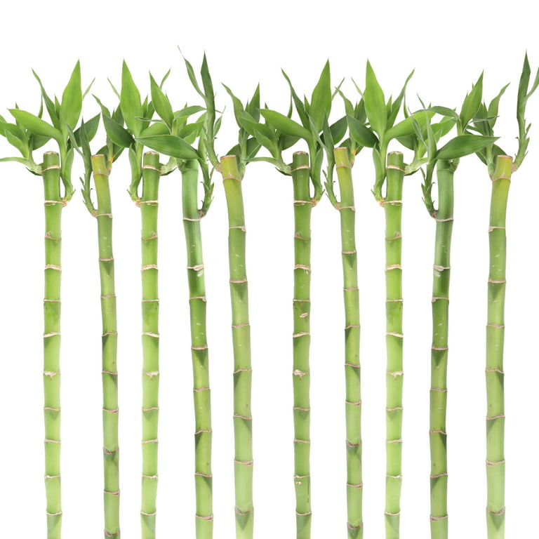 Costa Farms Live Indoor 10in. Green Lucky Bamboo; Low, Indirect Light Plant, in 1in. Tube, 10-Pack Walmart.com
