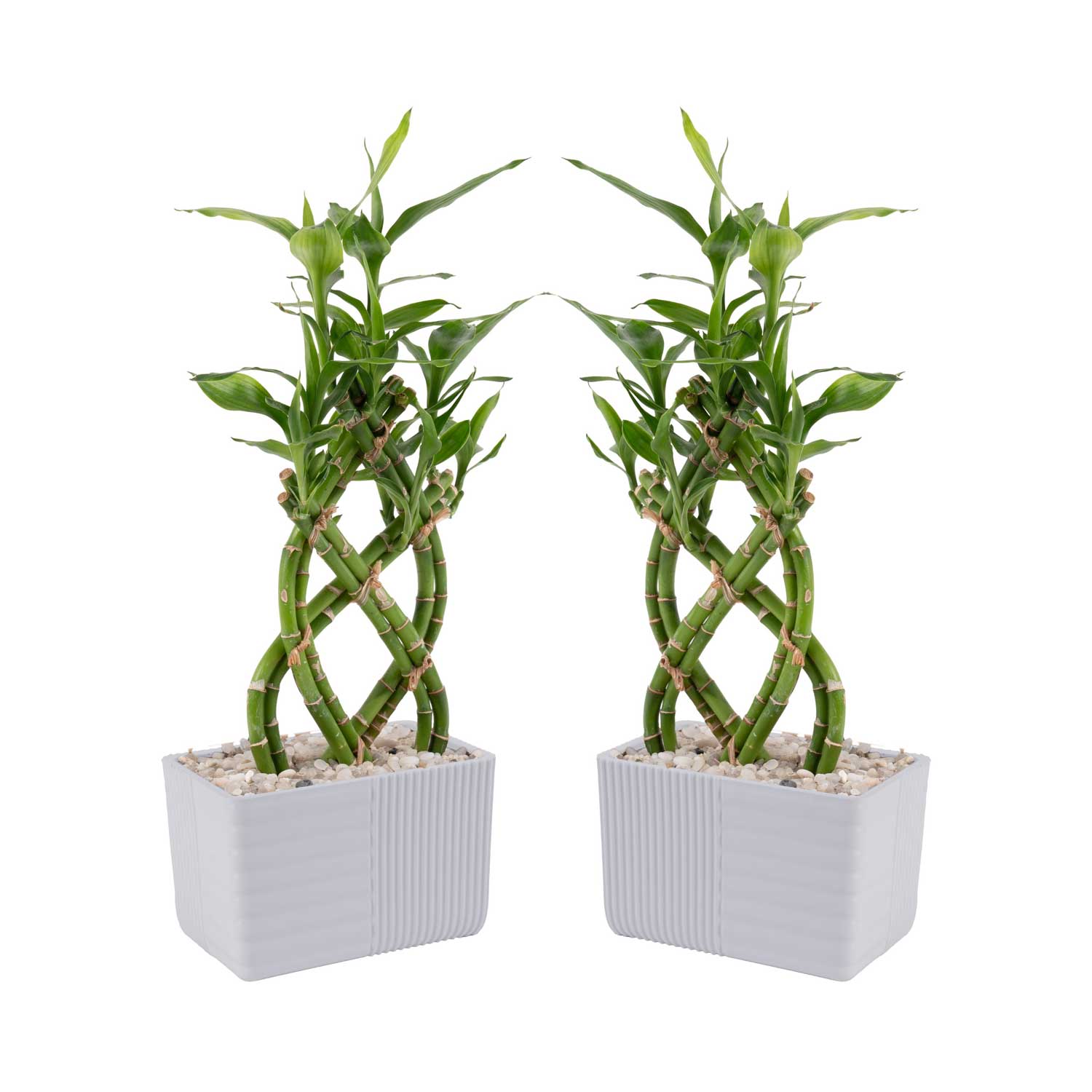 Costa Farms Live Indoor 12in. Tall Lucky Bamboo; Low, Indirect Light Plant, 5in. Ceramic Planter,2-Pack - image 1 of 9