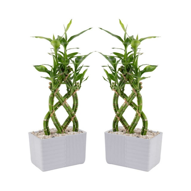 Costa Farms Live Indoor 12in. Tall Lucky Bamboo; Low, Indirect Light Plant, 5in. Ceramic Planter,2-Pack