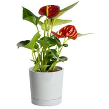 Costa Farms Live Indoor 12in. Tall Red Anthurium; Bright, Indirect Sunlight Plant in 4in. Décor Pot