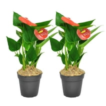 Costa Farms Live Indoor 12in. Tall Red Anthurium; Bright, Indirect Sunlight Plant in 4in. Grower Pot, 2-Pack