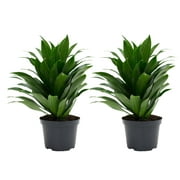 Costa Farms Live Indoor 14in. Tall Green Janet Craig; Bright, Indirect Sunlight Plant in 6in. Grower Pot, 2-Pack