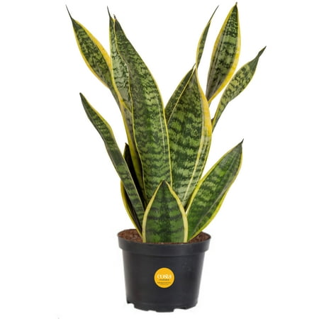 Costa Farms Live Indoor 14in. Tall Green Snake Plant; Bright, Indirect Sunlight Plant in 6in. Grower Pot