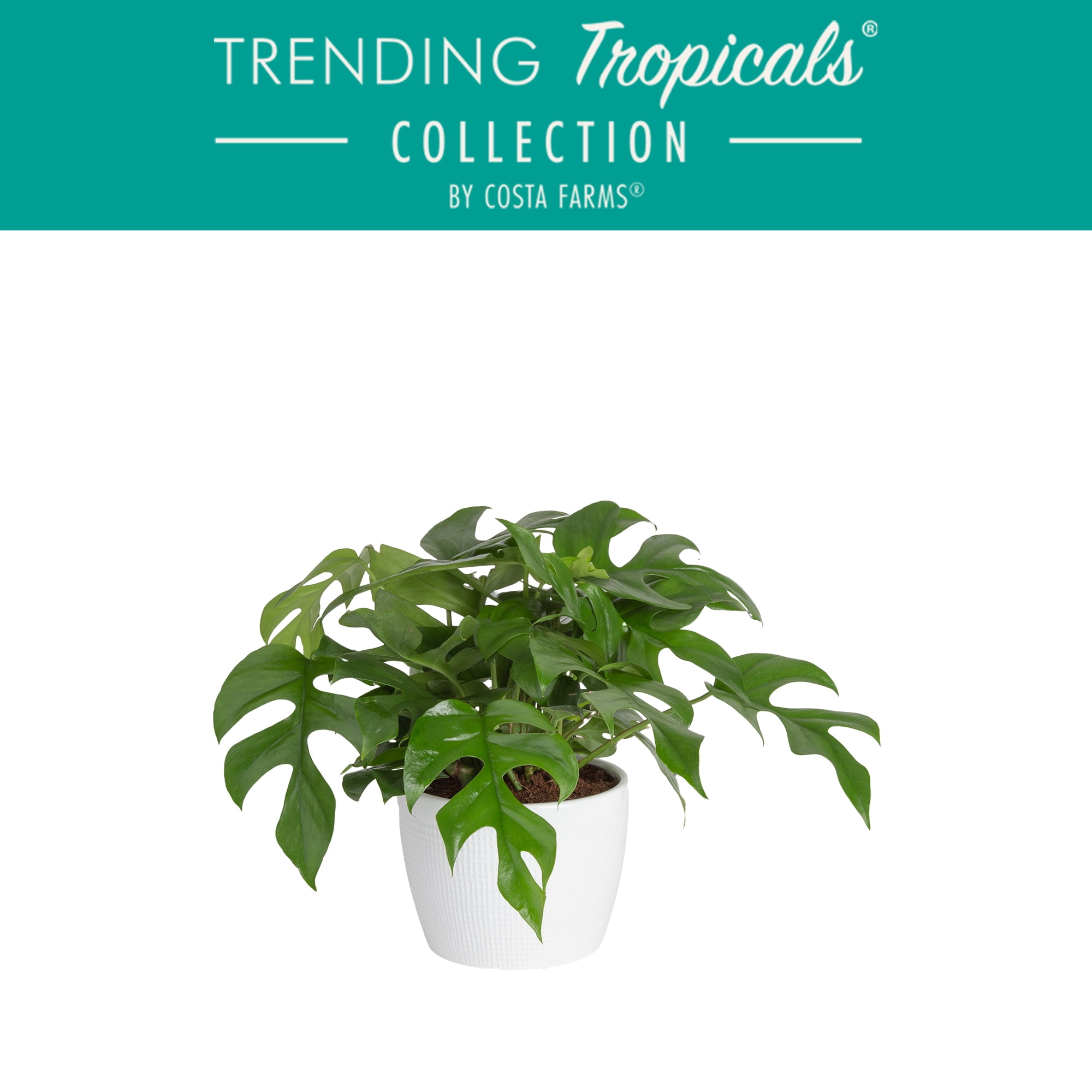 Costa Farms Live Indoor 14in. Tall Green Trending Tropicals Mini
